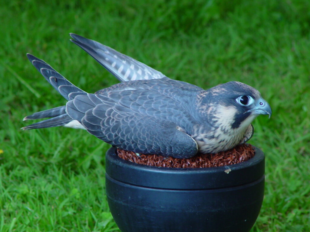 Eyass-tiercel-1536x1152