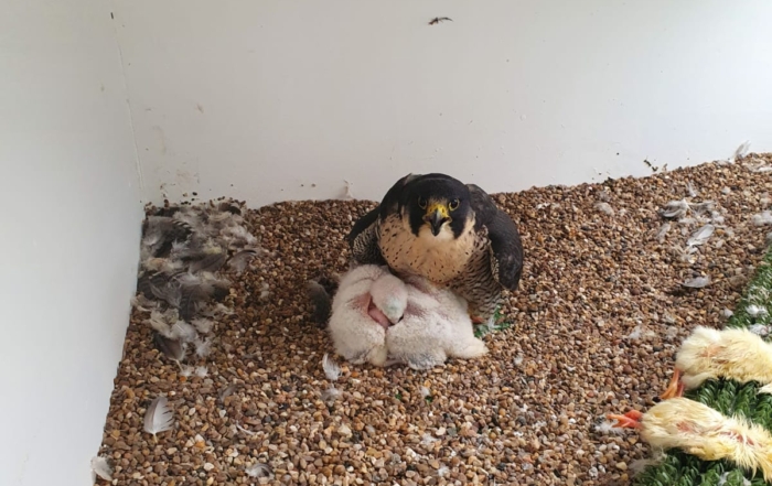 PHOTO-2021-02-23-13-16-25-700x441