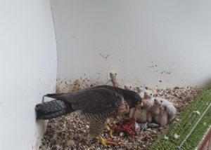 PHOTO-2021-02-23-13-17-17-3-300x214